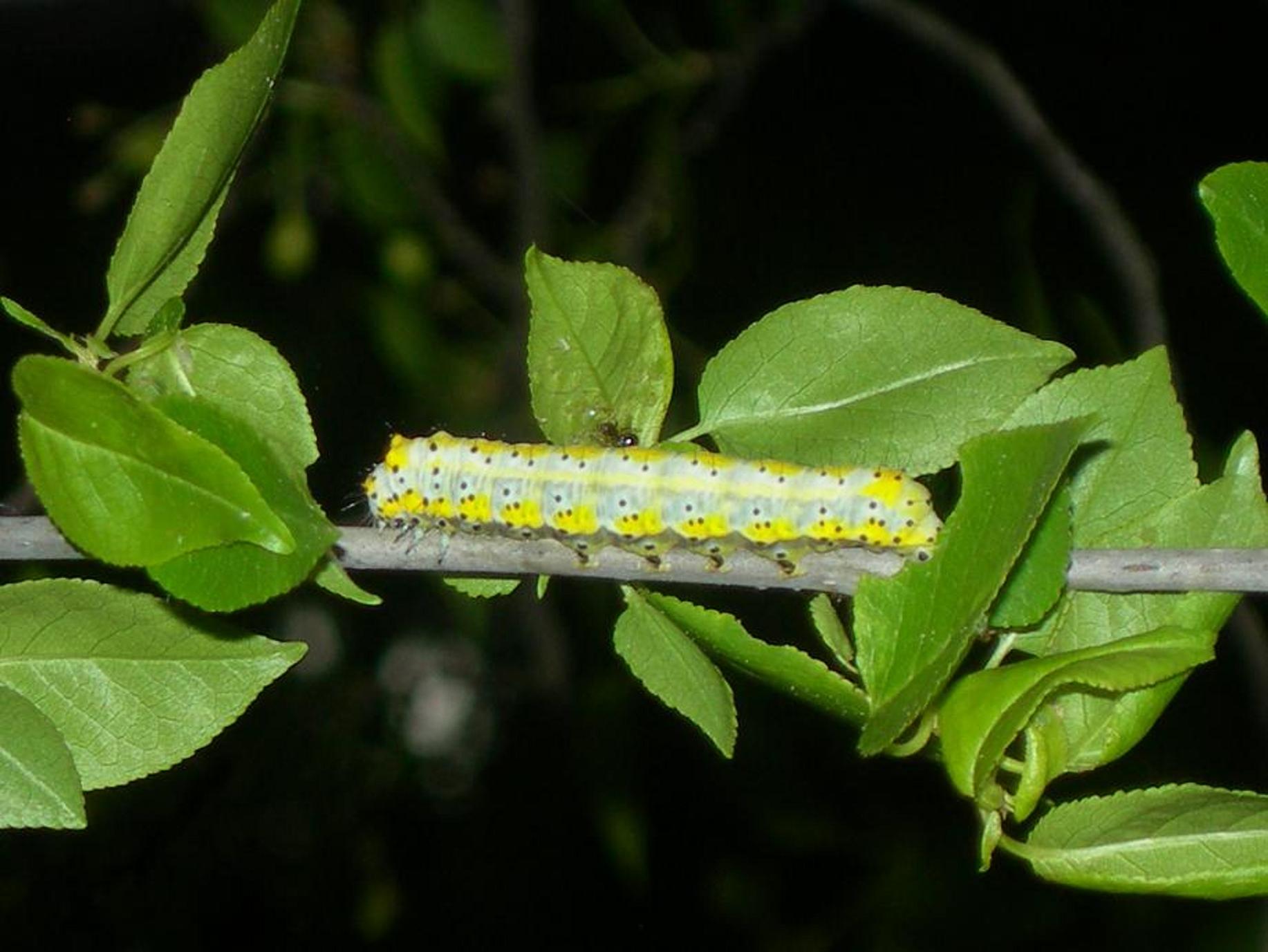 bruco verde - Diloba caeruleocephala
